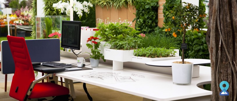 5 Reasons You Should Have Plants in Office